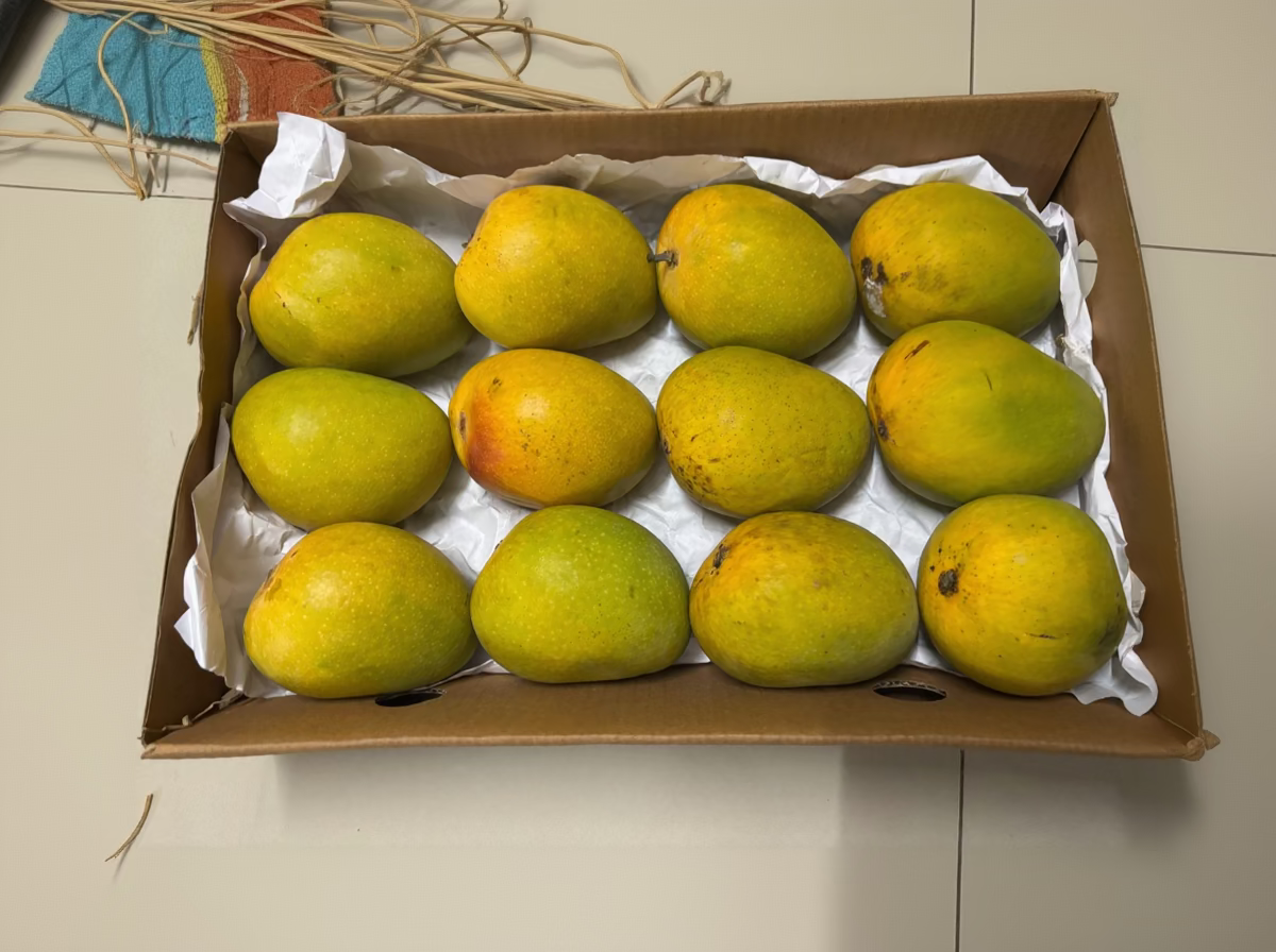 Large Ratnagiri Alphonso Mango